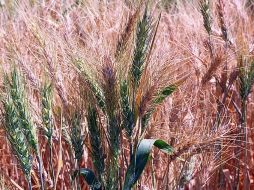 La meta es desarrollar trigo, avena y arroz, que necesitan pocos fertilizantes o ninguno. ARCHIVO  /