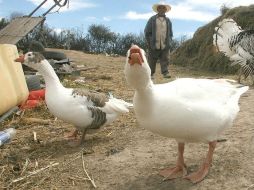 La venta de la carne de pato en cortes tiene como nicho de destino el mercado de cocina gourmet. ARCHIVO  /