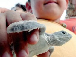 El 50% de todas las anidaciones de tortuga carey se concentran en una reserva de la Biósfera de El Salvador. ARCHIVO  /