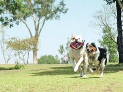 Animales sanos. Las mascotas requieren de visitas periódicas al veterinario para asegurar el buen estado de su salud.  /