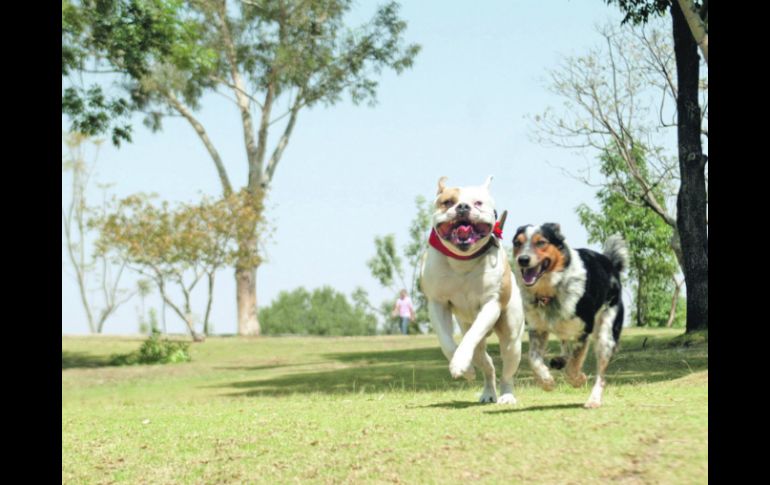 Animales sanos. Las mascotas requieren de visitas periódicas al veterinario para asegurar el buen estado de su salud.  /