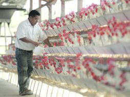 Alta producción. En la zona alteña de Jalisco existe un inventario de 90 millones de aves. EFE  /