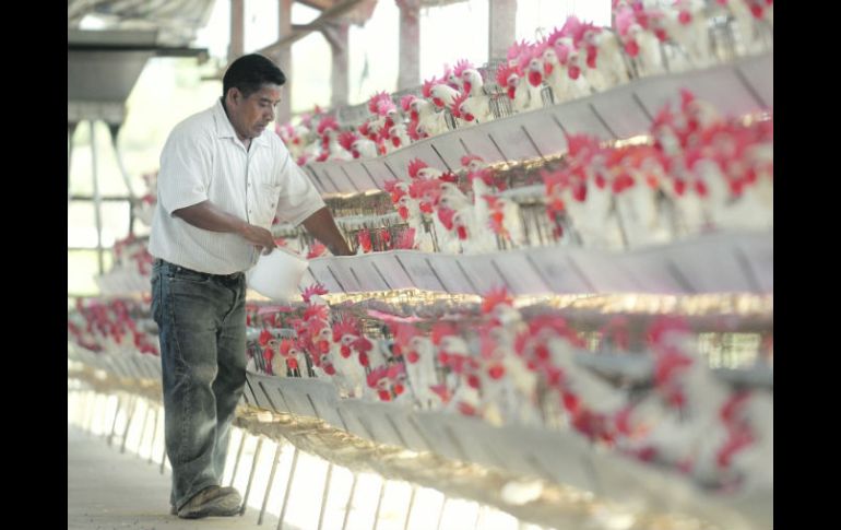 Alta producción. En la zona alteña de Jalisco existe un inventario de 90 millones de aves. EFE  /