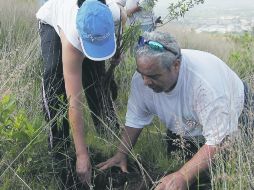 Nuevos ejemplares. Voluntarios colocan un guaje, espécimen que desde ayer es vecino del Santuario de los Mártires.  /