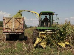 que el Gobierno federal no lance convocatorias para alentar la agricultura por contrato en ciclo de primavera. ARCHIVO  /