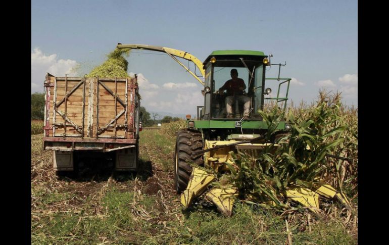 que el Gobierno federal no lance convocatorias para alentar la agricultura por contrato en ciclo de primavera. ARCHIVO  /