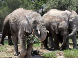 El error de estas naciones produce que el comercio de los colmillos del elefante se dé más facilmente. ARCHIVO  /