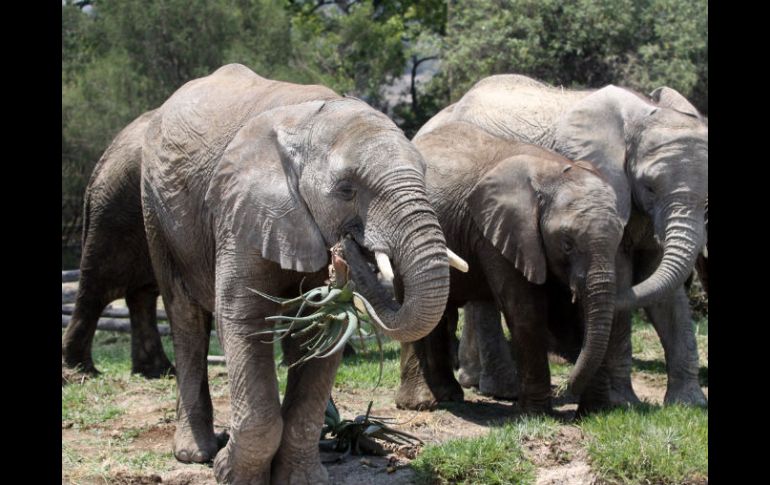 El error de estas naciones produce que el comercio de los colmillos del elefante se dé más facilmente. ARCHIVO  /