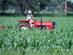 La cantidad otorgada al PROCAMPO beneficiará a mil 140 productores directos, y a sus familias. ARCHIVO  /