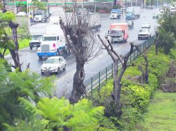 Zona de la tala ilegal en el camellón de la Carretera a Chapala, área que ha sido atacada en varias ocasiones.  /