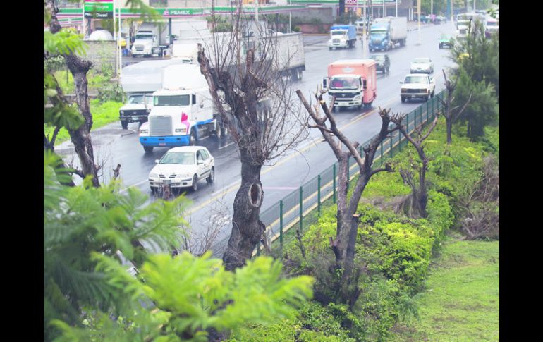 Zona de la tala ilegal en el camellón de la Carretera a Chapala, área que ha sido atacada en varias ocasiones.  /