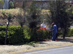 El saldo por las agresiones en Tlaquepaque son daños a 90 ejemplares de arboles sin que se lograra detención alguna. ARCHIVO  /