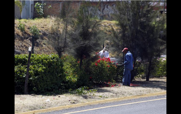 El saldo por las agresiones en Tlaquepaque son daños a 90 ejemplares de arboles sin que se lograra detención alguna. ARCHIVO  /