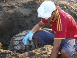 Un hombre entierra a una de las dos tortugas carey encontradas muertas en la bahía de Jiquilisco al sureste de San Salvador. EFE  /