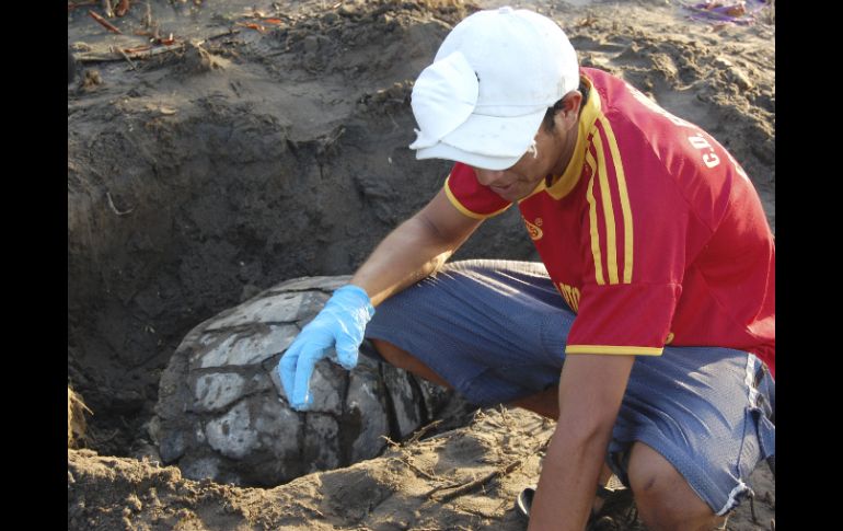 Un hombre entierra a una de las dos tortugas carey encontradas muertas en la bahía de Jiquilisco al sureste de San Salvador. EFE  /