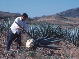 La exportación total de tequila en el 2011, fue de 163 millones de litros. ARCHIVO  /