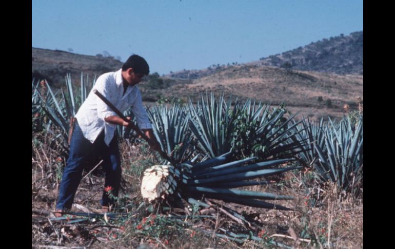 La exportación total de tequila en el 2011, fue de 163 millones de litros. ARCHIVO  /