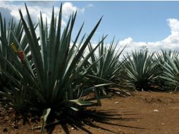 El paisaje agavero patrimonio mundial al lado de la gastronomía y la música del mariachi. ARCHIVO  /