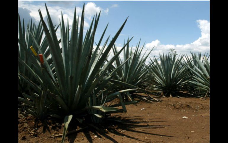 El paisaje agavero patrimonio mundial al lado de la gastronomía y la música del mariachi. ARCHIVO  /