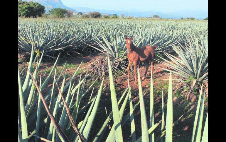 PAISAJE AGAVERO. La declaratoria de Patrimonio de la Humanidad fue otorgada en 2006.  /