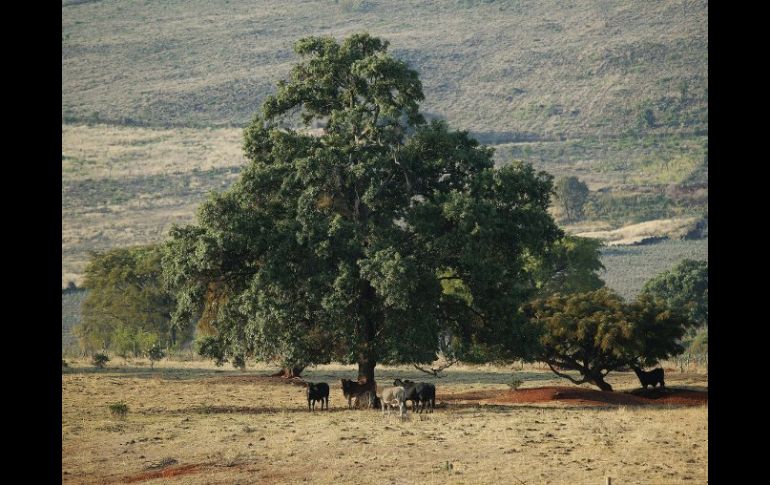 Los resultados del estudio paracen indicar que la naturaleza es más consciente que el hombre mismo. ARCHIVO  /