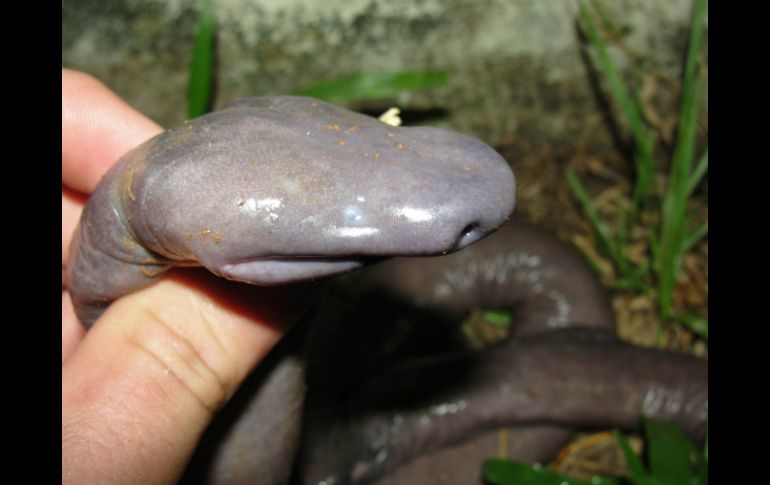 El anfibio, de color gris, cuerpo alargado y piel lisa fue rescatado del lecho de un río en Brasil. EFE  /