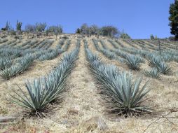 El paisaje cultural y natural del tequila, alberga antiguas instalaciones industriales, entre campos, destilerías y haciendas. ARCHIVO  /