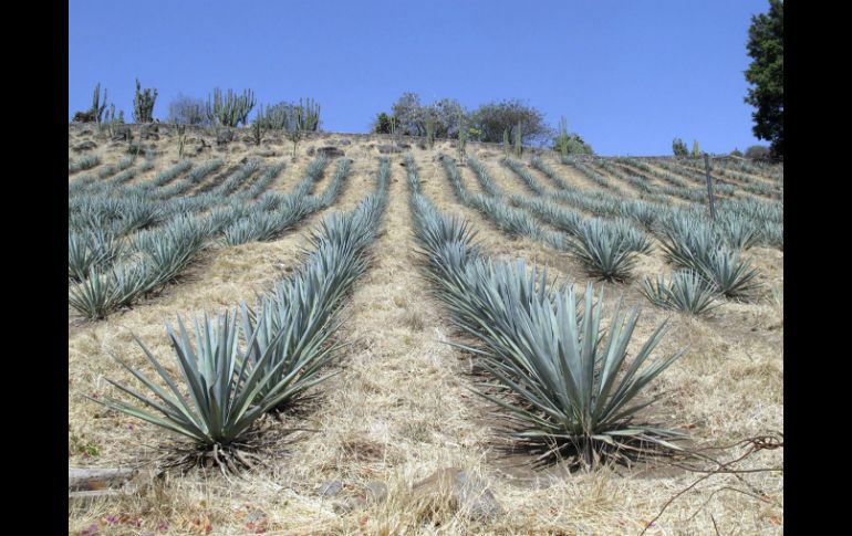 El paisaje cultural y natural del tequila, alberga antiguas instalaciones industriales, entre campos, destilerías y haciendas. ARCHIVO  /