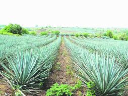 Cultura del tequila. La selección fue hecha de entre 962 sitios. NTX  /