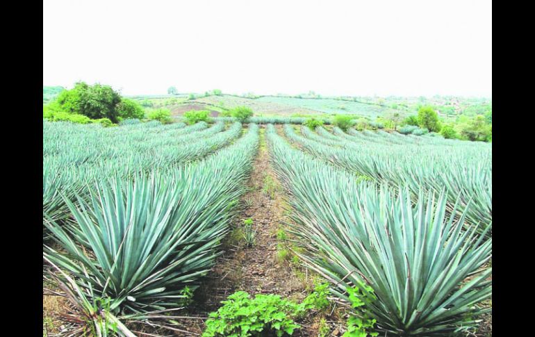 Cultura del tequila. La selección fue hecha de entre 962 sitios. NTX  /