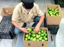 El municipio de Ayotlán, Jalisco están preparando 108 hectáreas de cultivos de cítricos para continuar con la exportación. ESPECIAL  /