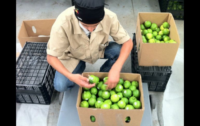 El municipio de Ayotlán, Jalisco están preparando 108 hectáreas de cultivos de cítricos para continuar con la exportación. ESPECIAL  /