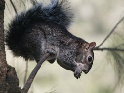 El periodo de hibernación se considera muy importante para el bienestar de estos animales. ARCHIVO  /