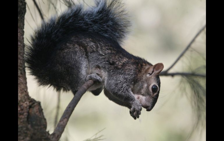 El periodo de hibernación se considera muy importante para el bienestar de estos animales. ARCHIVO  /