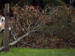 En Lázaro Cárdenas y Fuelle se derribaron 47 árboles; 38 son jacarandas.  /