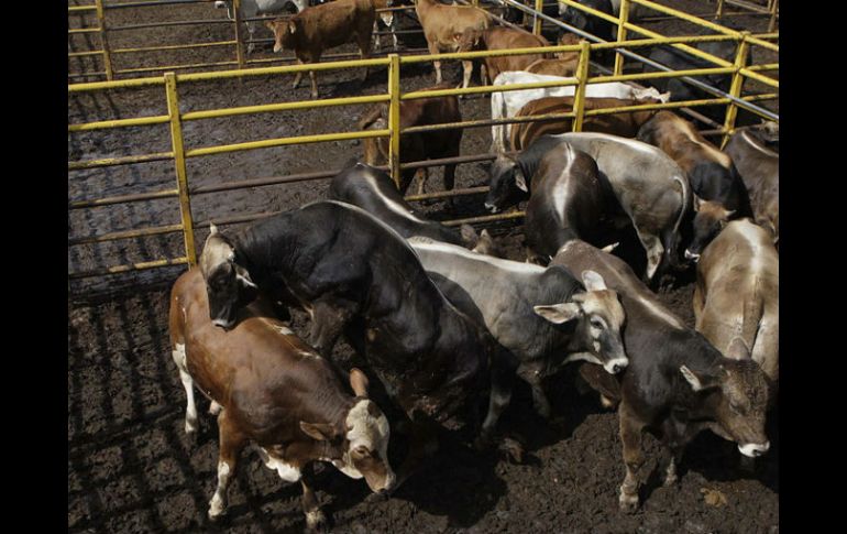 El país incrementó este año la exportación de becerros al superar récord histórico con más de un millón 400 mil cabezas. ARCHIVO  /