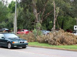 Está previsto que el miércoles próximo se lleve a cabo una reforestación en Lázaro Cárdenas y Fuelle. ARCHIVO  /