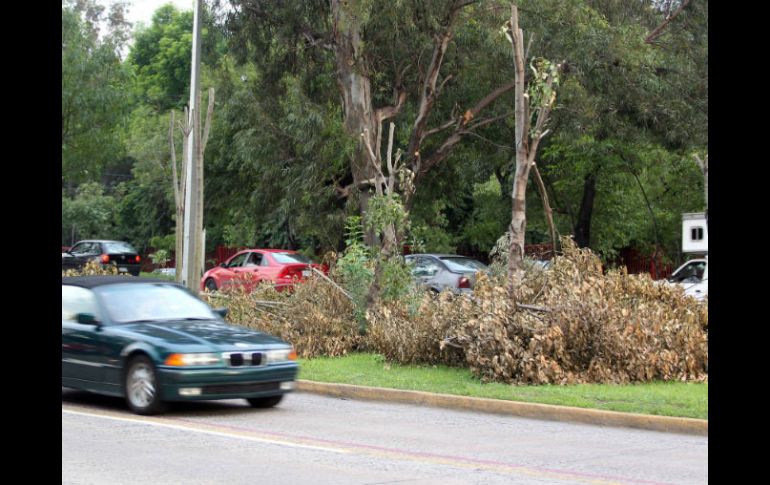 Está previsto que el miércoles próximo se lleve a cabo una reforestación en Lázaro Cárdenas y Fuelle. ARCHIVO  /