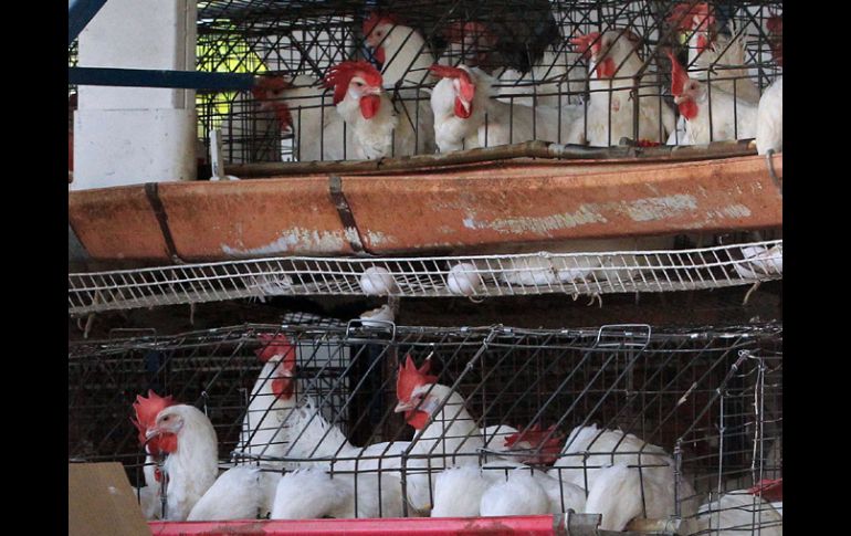 A la fecha, la gripe aviar ha causado la muerte, por enfermedad o sacrificio, a ocho millones de  aves. ARCHIVO  /