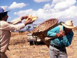 Los productores de máiz se quejan de que les quieren comprar cada tonelada a un precio más bajo del costo real. ARCHIVO  /