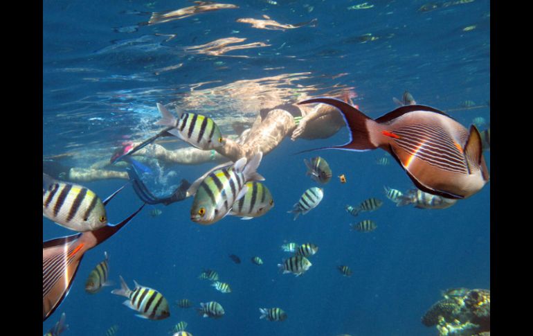 La medida servirá para proteger la salud de las aguas oceánicas que se han visto afectadas por contaminación y explotación. ARCHIVO  /