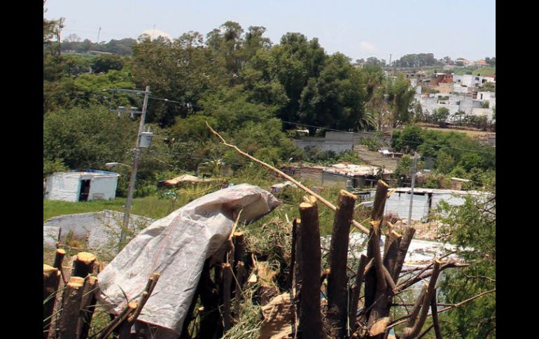 Anteriormente, los ayuntamientos de Guadalajara y Tlaquepaque presentaron denuncias por tala ilegal de árboles. ARCHIVO  /