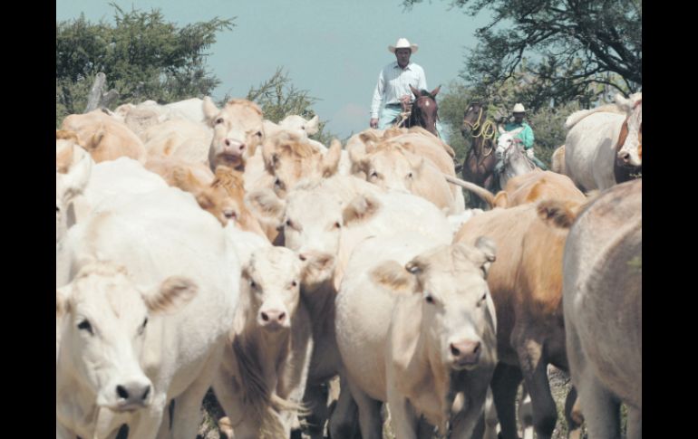 Entre los beneficiados con la exportación se encuentran los ganaderos de Jalisco, segundo Estado con más inventario de bovinos.  /