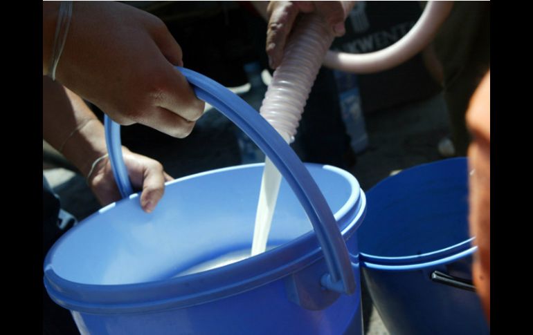 El hato lechero de Jalisco, en promedio, padece la tuberculosis y brucelosis en 7.19 % de su inventario. ARCHIVO  /