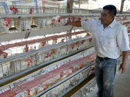 Actualmente se analizan diversas alternativas para la importación de gallinas de postura que pondrían traerse de EU. ARCHIVO  /