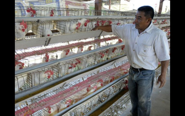 Actualmente se analizan diversas alternativas para la importación de gallinas de postura que pondrían traerse de EU. ARCHIVO  /