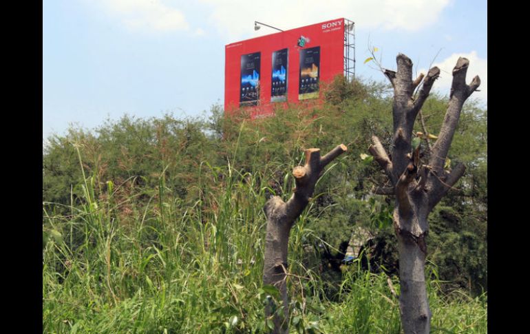 La Zona Metropolitana de Guadalajara padece un déficit de 500 mil árboles, según la Organización Mundial de la Salud. ARCHIVO  /