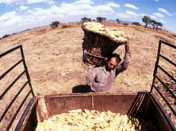 En Jalisco se pretende producir tres millones 300 mil de toneladas de maíz, en este año. ARCHIVO  /