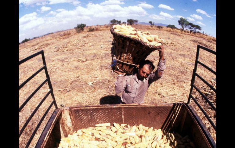 En Jalisco se pretende producir tres millones 300 mil de toneladas de maíz, en este año. ARCHIVO  /