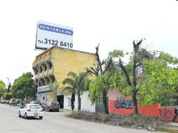 ÁRBOLES DESPUÉS DE UNA PODA. Este caso fue documentado en la Avenida Federalismo Norte, casi esquina con calle Occidente.  /